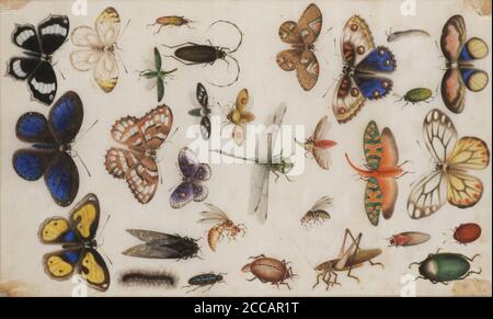 Studio di farfalle e insetti. Museo: COLLEZIONE PRIVATA. Autore: ANONIMO. Foto Stock