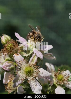 L'ape sui fiori raccoglie nettare. Primavera fioritura di alberi. Foto Stock