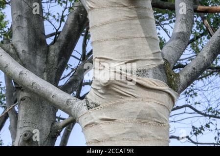 Faggio esposto (Fagus sylvatica) tronco avvolto in tela/iuta come protezione per la corteccia contro scottature solari e gelo Foto Stock