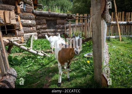 affascinante ritratto di una capra nana Foto Stock