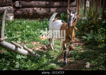 affascinante ritratto di una capra nana Foto Stock