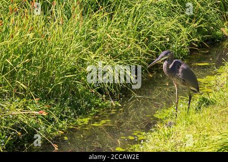 Grey Heron - Ardea cinerea uccello caccia di pesce in ruscello, giardino giapponese, Montreal, Giardino Botanico, Quebec, Canada Foto Stock