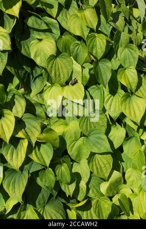 Grande Bombus - Bumblebee su Clematis 'Cote d'Azur' impianti di arrampicata. Foto Stock