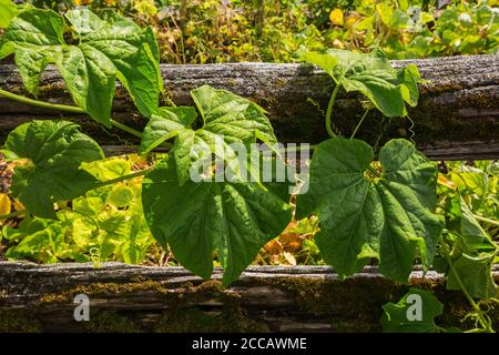 Vigna caracalla - pianta di fiori di lumaca su recinzione rustica in legno. Foto Stock