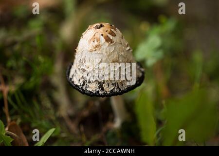 Un Coprinus comatus, il cappuccio di inchiostro shaggy, la parrucca dell'avvocato, o mane shaggy, un fungo commestibile nella famiglia di Agaricaceae. Foto Stock