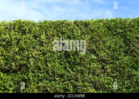 Thuja occidentalis - siepe di cedro. Foto Stock