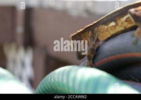 Gecko appoggiato sul tubo flessibile in bobina Foto Stock