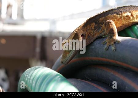 Gecko appoggiato sul tubo flessibile in bobina Foto Stock