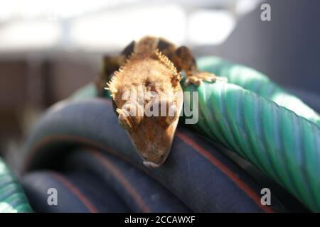 Gecko cato sul naso di leccatura del tubo in bobina Foto Stock