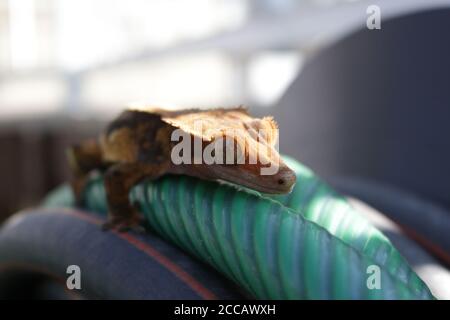 Gecko appoggiato sul tubo flessibile in bobina Foto Stock