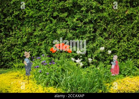 Confine misto con arancio Papaver orientale - Oriental Poppy flowers, Lysimachia nummularia 'Aurea' - Golden Creeping Jenny, Thuja occidentalis. Foto Stock