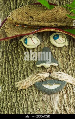 La faccia dell'albero su tronco di albero deciduo nel giardino del cortile. Foto Stock