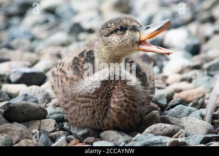 Baby mallard anatroccolo sulla riva del lago di Ullswater Foto Stock