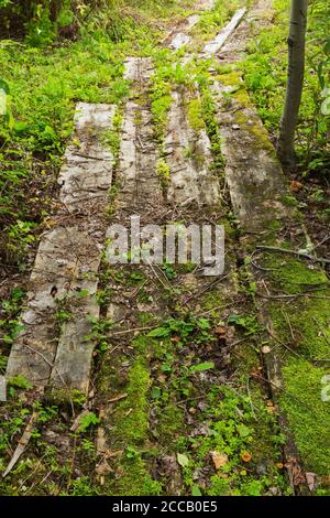 Vecchio sentiero in legno coperto con Bryophyta - Moss verde attraverso patch di foresta in giardino residenziale cortile a fine estate. Foto Stock