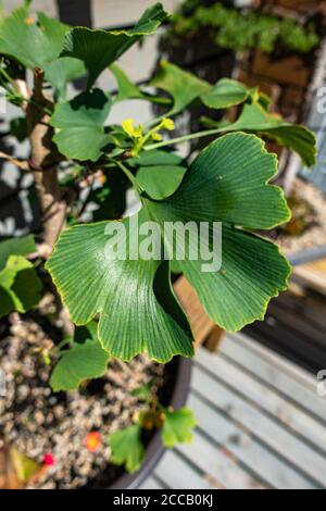 Primo piano di una foglia di Ginko Biloba Foto Stock