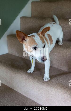 Marrone e bianco Jack Russell terrier che sale giù scale della casa Foto Stock