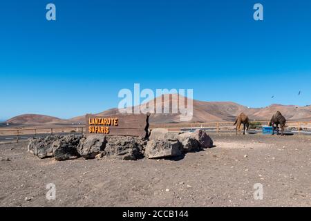 Paesaggio con Lanzarote Safari poster, cammelli e vulcani sullo sfondo sull'isola di Lanzarote, Isole Canarie, Spagna. Foto Stock