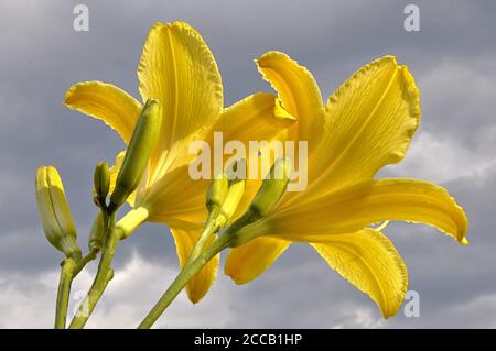 Punto di osservazione non convenzionale. Closeup dall'aspetto lustro di fiori di giglio giallo brillante (Hemerocallis "Yellow Pinthee") contro il cielo nuvoloso grigio. Foto Stock