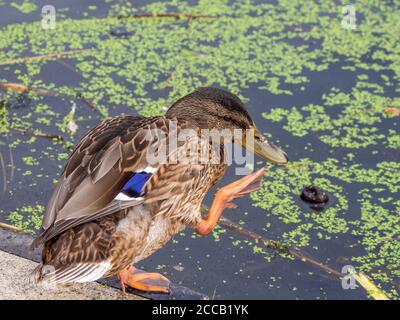 un'anatra mangia il pile d'anatra sulla riva di a. lago Foto Stock