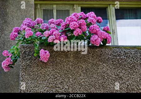 Sfondo di piante multiple di idrangea di rosa o fiore di hortensia in balcone, Sofia, Bulgaria Foto Stock