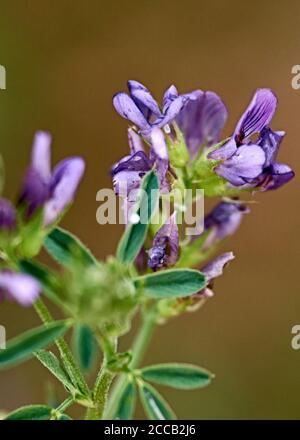 Set di fiori viola, macro fotografia, dettagli, luce, Foto Stock