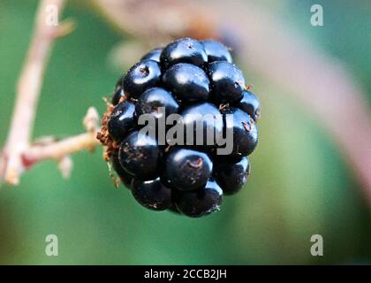 BlackBerry sulla pianta in estate giorno, macro fotografia, dettagli Foto Stock