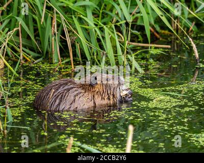 una nutria nuota attraverso un lago alla ricerca di cibo Foto Stock