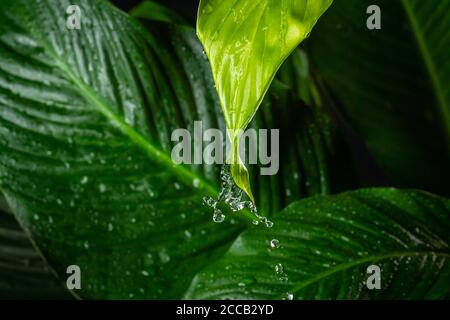 L'acqua piovana sgocciolata dal dettaglio delle foglie verdi Foto Stock