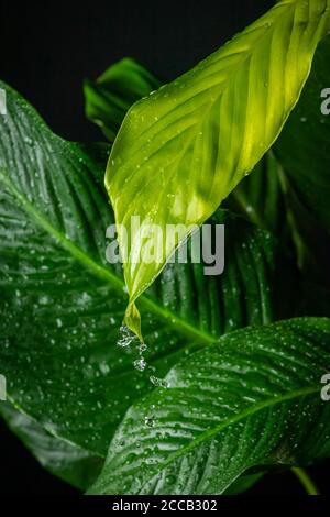 L'acqua piovana sgocciolata dal dettaglio delle foglie verdi Foto Stock