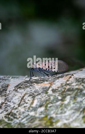 Lanterna macchiata volare su carta Birch Tree Foto Stock