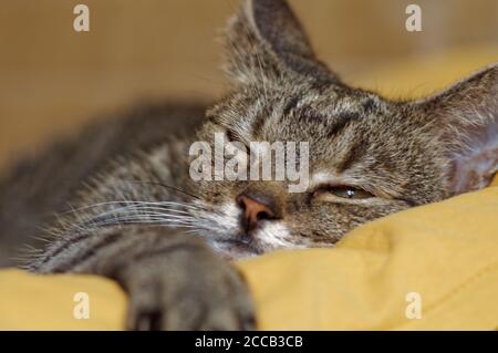 ritratto di un gatto dormiente, gatto grigio con occhi graziosi Foto Stock