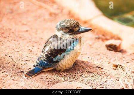 kookaburra (Dacelo leachii), un grande kingfisher nativo dell'Australia settentrionale e della Nuova Guinea meridionale, seduto a terra. Foto Stock