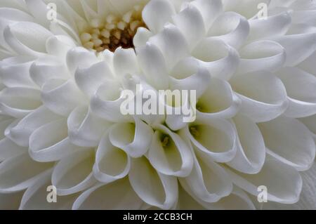 In piena fioritura, hrysanthemum bianco fiore, Dendranthema Des Moul, cornice da bilska, fiore in piena fioritura grande fiore vivo muro Foto Stock