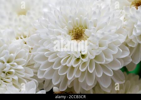 In piena fioritura, hrysanthemum bianco fiore, Dendranthema Des Moul, cornice da bilska, fiore in piena fioritura grande fiore vivo muro Foto Stock