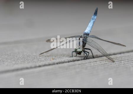 su un pavimento in legno si erge una libellula blu con le decorazioni piatte Foto Stock