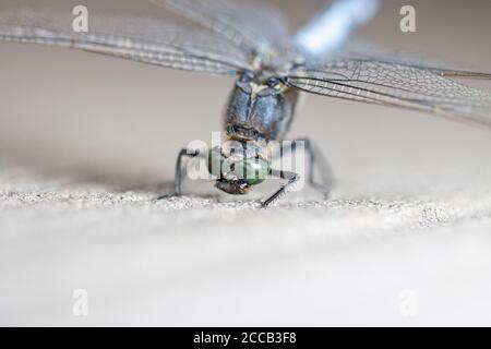 su un pavimento in legno si erge una libellula blu con le decorazioni piatte Foto Stock