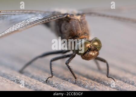 su un pavimento in legno si erge una libellula blu con le decorazioni piatte Foto Stock