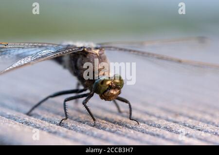 su un pavimento in legno si erge una libellula blu con le decorazioni piatte Foto Stock