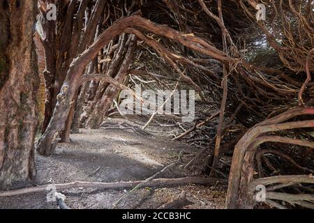 vista attraverso l'interno di un'ampia e vecchia siepe di tasso Mostra i tronchi e rami intrecciati di Taxus baccata un passaggio come un tunnel mistico Foto Stock