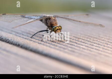 su un pavimento in legno si erge una libellula blu con le decorazioni piatte Foto Stock