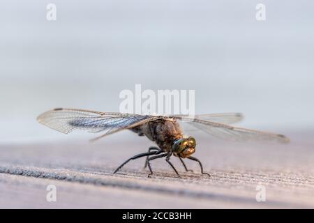 su un pavimento in legno si erge una libellula blu con le decorazioni piatte Foto Stock