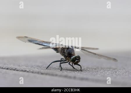 su un pavimento in legno si erge una libellula blu con le decorazioni piatte Foto Stock