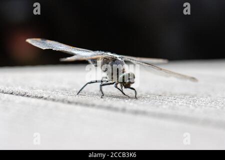 su un pavimento in legno si erge una libellula blu con le decorazioni piatte Foto Stock