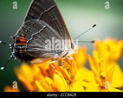 Primo piano di Gray Hairstreak Butterfly su foglia verde che mostra i dettagli di ali, viso e antenne. Foto Stock