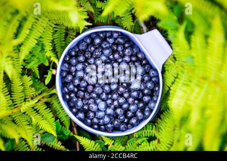 Bacche di mirtillo in tazza blu in erba verde di garofano closeup. Cibo naturale biologico, raccolto in montagne selvagge Foto Stock