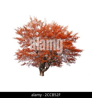 Arancio autunno albero isolato su sfondo bianco Foto Stock