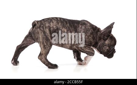Cucciolo di bulldog francese in piedi su sfondo bianco Foto Stock