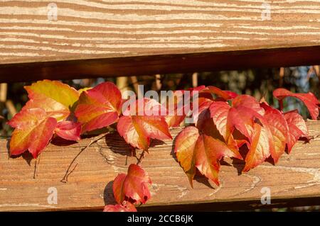 foglie d'autunno colorate in una giornata di sole foglie d'autunno colorate in una giornata di sole Foto Stock