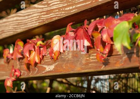 foglie d'autunno colorate in una giornata di sole foglie d'autunno colorate in una giornata di sole Foto Stock