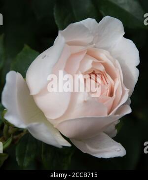 Rosa 'Demona' con gocce di pioggia. Foto Stock